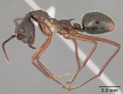 Dolichoderus attelaboides - USNMENT00412449