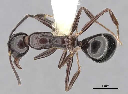 Dolichoderus australis specimen