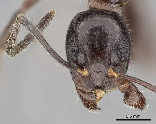 Dolichoderus australis specimen