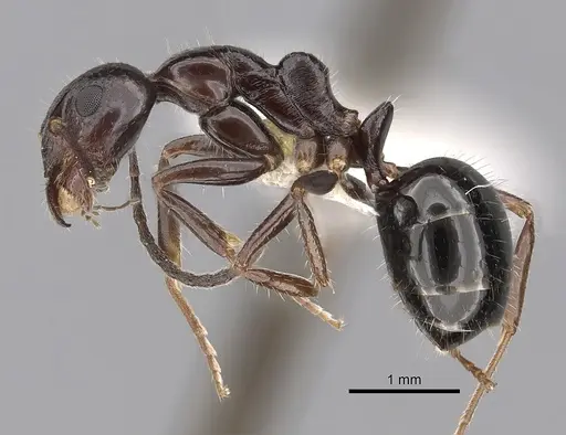Dolichoderus australis specimen