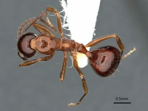 Dolichoderus australis - CASENT0866529