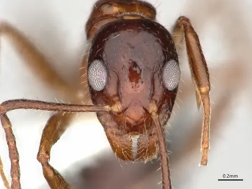 Dolichoderus australis - CASENT0866529