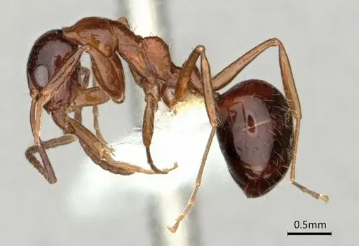 Dolichoderus australis - CASENT0866529