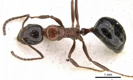 Dolichoderus australis - CASENT0906226