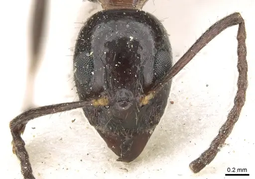 Dolichoderus australis - CASENT0906226