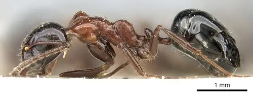 Dolichoderus australis - CASENT0906226