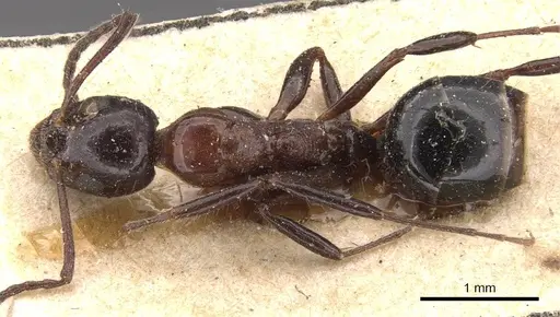 Dolichoderus australis - CASENT0909472