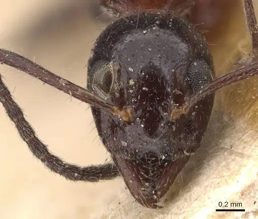 Dolichoderus australis - CASENT0909472