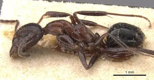 Dolichoderus australis - CASENT0909472