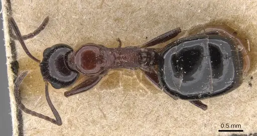 Dolichoderus australis - CASENT0915336