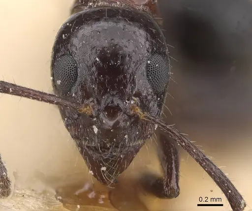 Dolichoderus australis - CASENT0915336