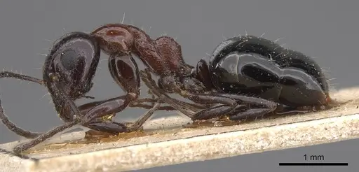 Dolichoderus australis - CASENT0915336