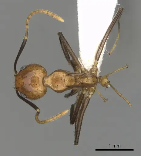 Dolichoderus baenae specimen