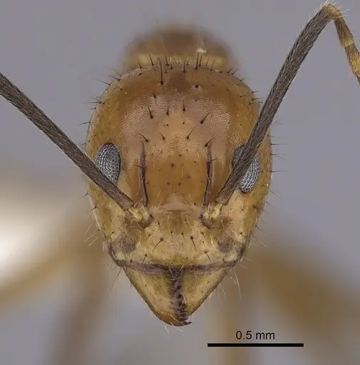 Dolichoderus baenae specimen
