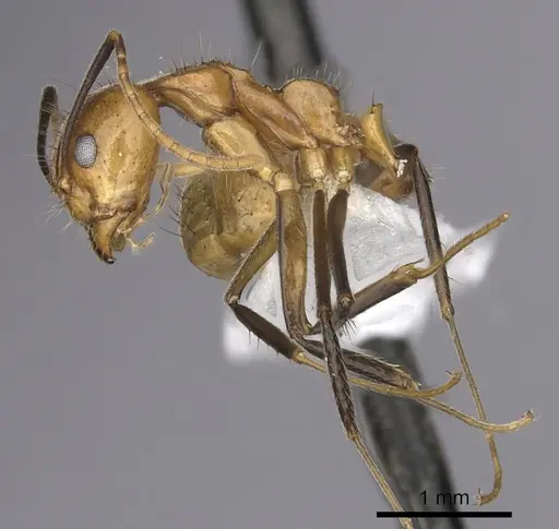 Dolichoderus baenae specimen