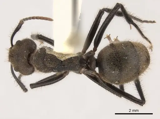 Dolichoderus bidens specimen