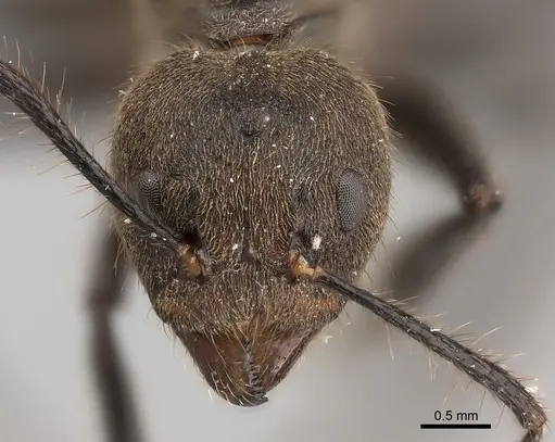 Dolichoderus bidens specimen