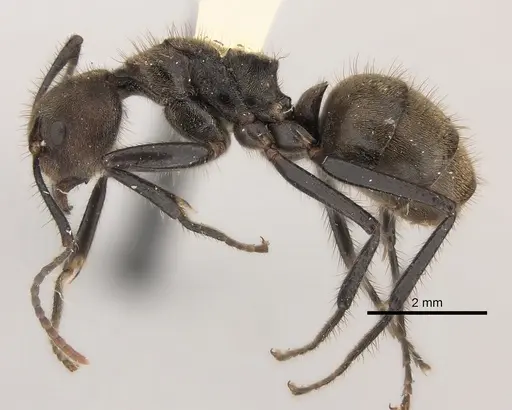 Dolichoderus bidens specimen