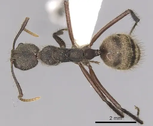 Dolichoderus bidens - CASENT0249582