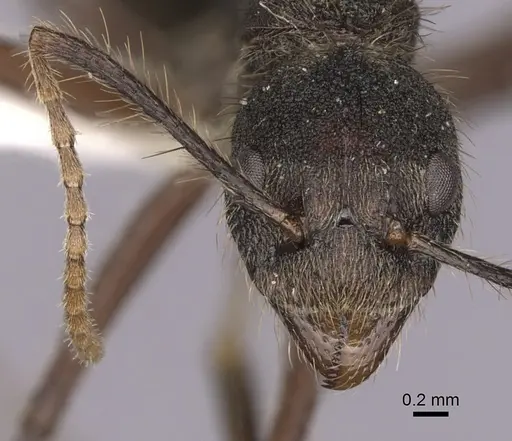 Dolichoderus bidens - CASENT0249582