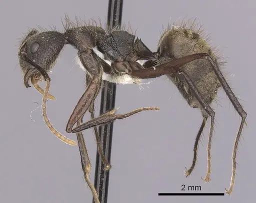 Dolichoderus bidens - CASENT0249582