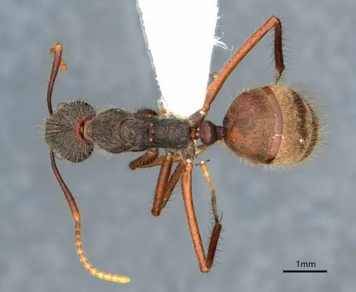 Dolichoderus bidens - CASENT0886013