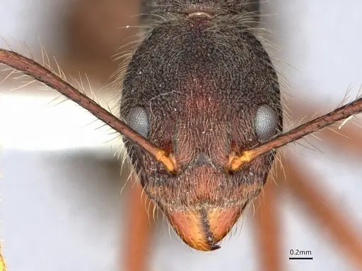 Dolichoderus bidens - CASENT0886013