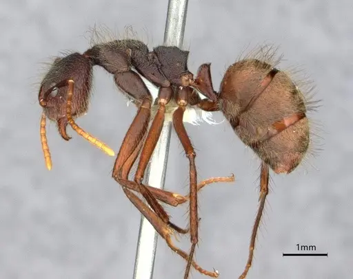 Dolichoderus bidens - CASENT0886013