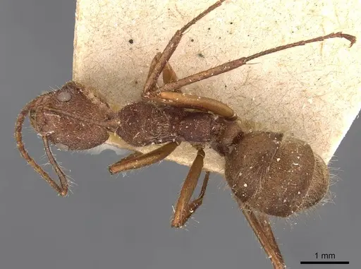 Dolichoderus bidens - CASENT0909460