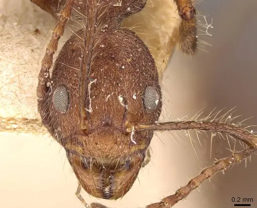 Dolichoderus bidens - CASENT0909460