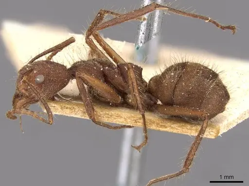 Dolichoderus bidens - CASENT0909460