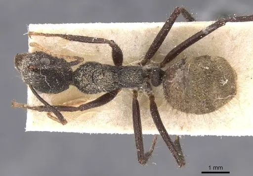 Dolichoderus bidens - CASENT0911503