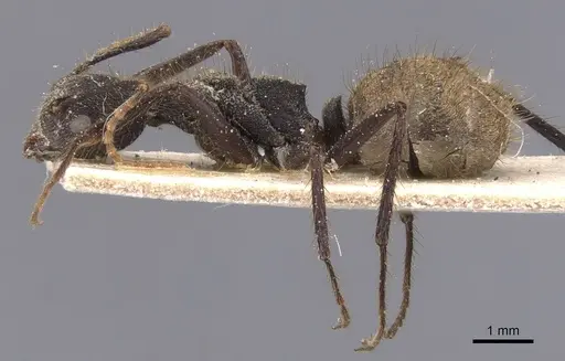 Dolichoderus bidens - CASENT0911503