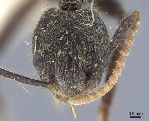 Dolichoderus bidens - CASENT0917092