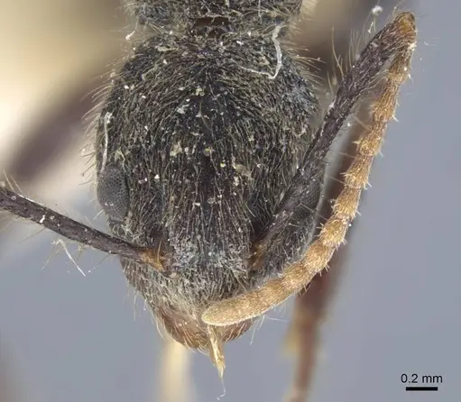 Dolichoderus bidens - CASENT0917092