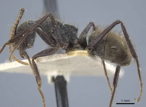 Dolichoderus bidens - CASENT0917092