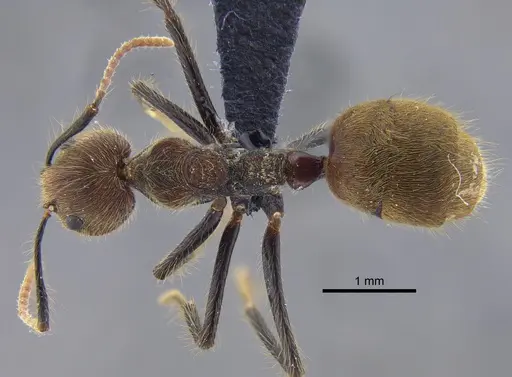 Dolichoderus bidens - CBUMAGENT41843