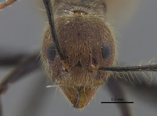 Dolichoderus bidens - CBUMAGENT41843