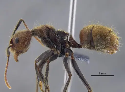 Dolichoderus bidens - CBUMAGENT41843