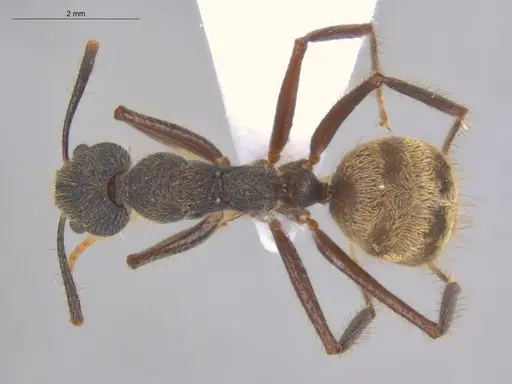 Dolichoderus bidens - ECOFOG-MI15-0141-17