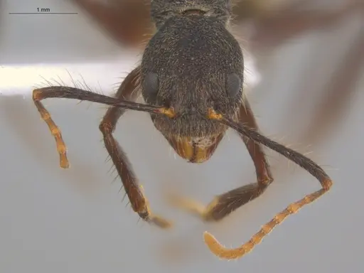 Dolichoderus bidens - ECOFOG-MI15-0141-17