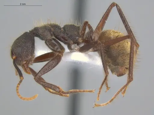 Dolichoderus bidens - ECOFOG-MI15-0141-17