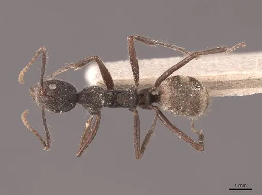 Dolichoderus bidens - FMNHINS0000045058