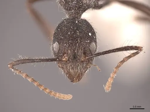 Dolichoderus bidens - FMNHINS0000045058