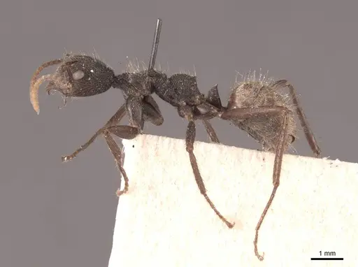 Dolichoderus bidens - FMNHINS0000045058