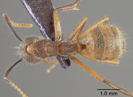 Dolichoderus bidens - USNMENT00446009