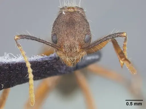 Dolichoderus bidens - USNMENT00446009