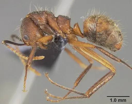 Dolichoderus bidens - USNMENT00446009