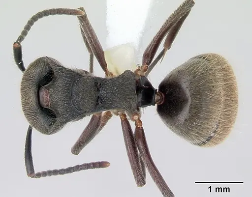 Dolichoderus bispinosus specimen