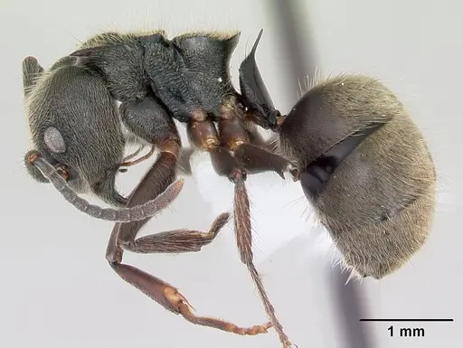 Dolichoderus bispinosus specimen